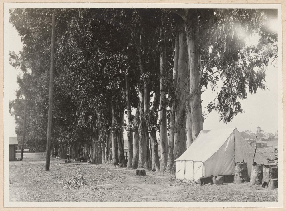 [View of white tent set up beside line of trees]