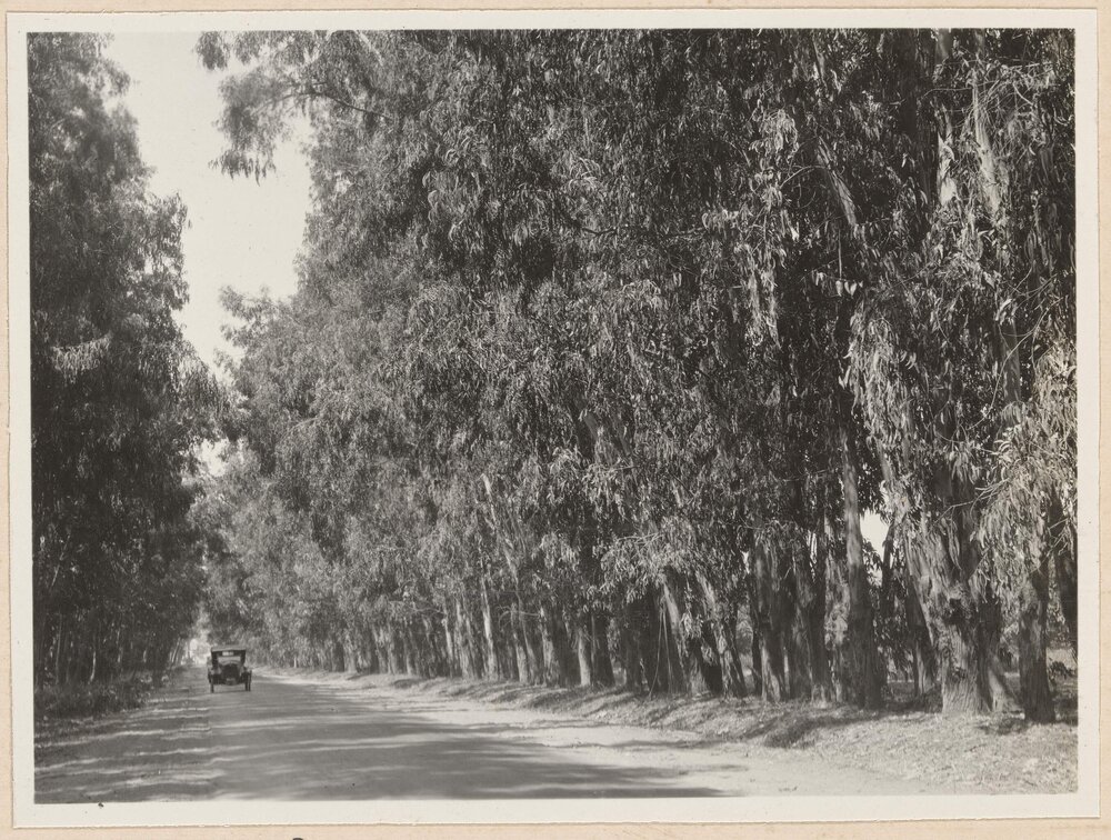 Blue gums and main road