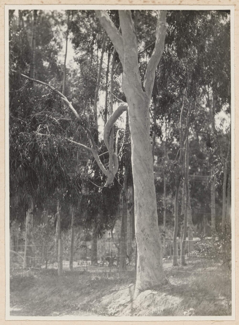 E. Citriodora [tree]