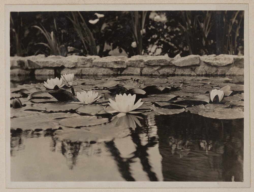 [Water lilies] Westerfield