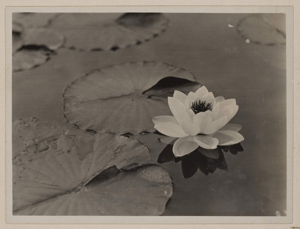 [Water lily] Westerfield
