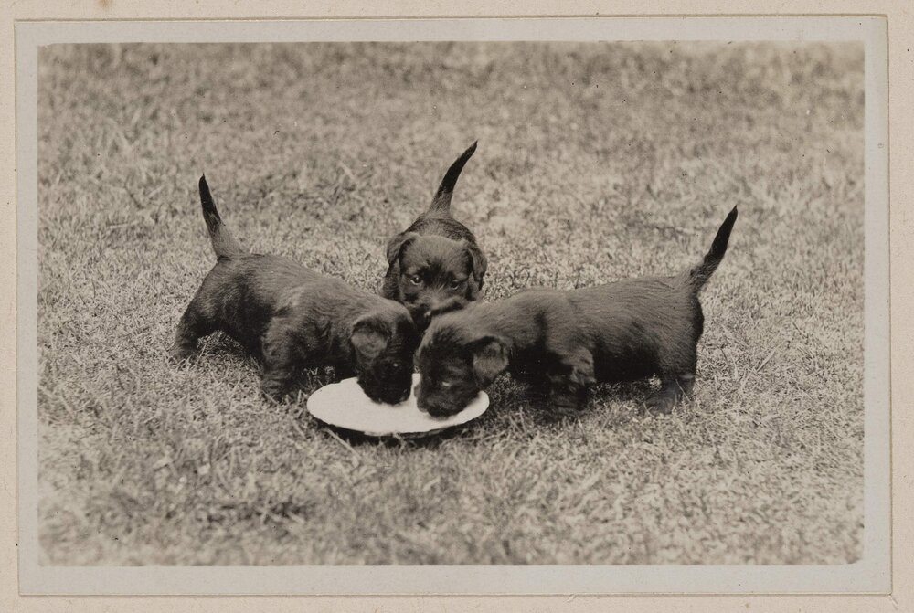 [Three puppies drinking from dish, Miegunyah]