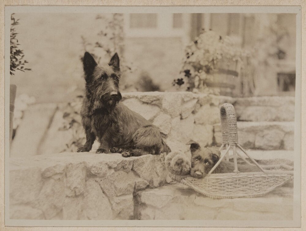 Mab and Russel Grimwade's  Scottish Terriers at Westerfield Xmas 1929