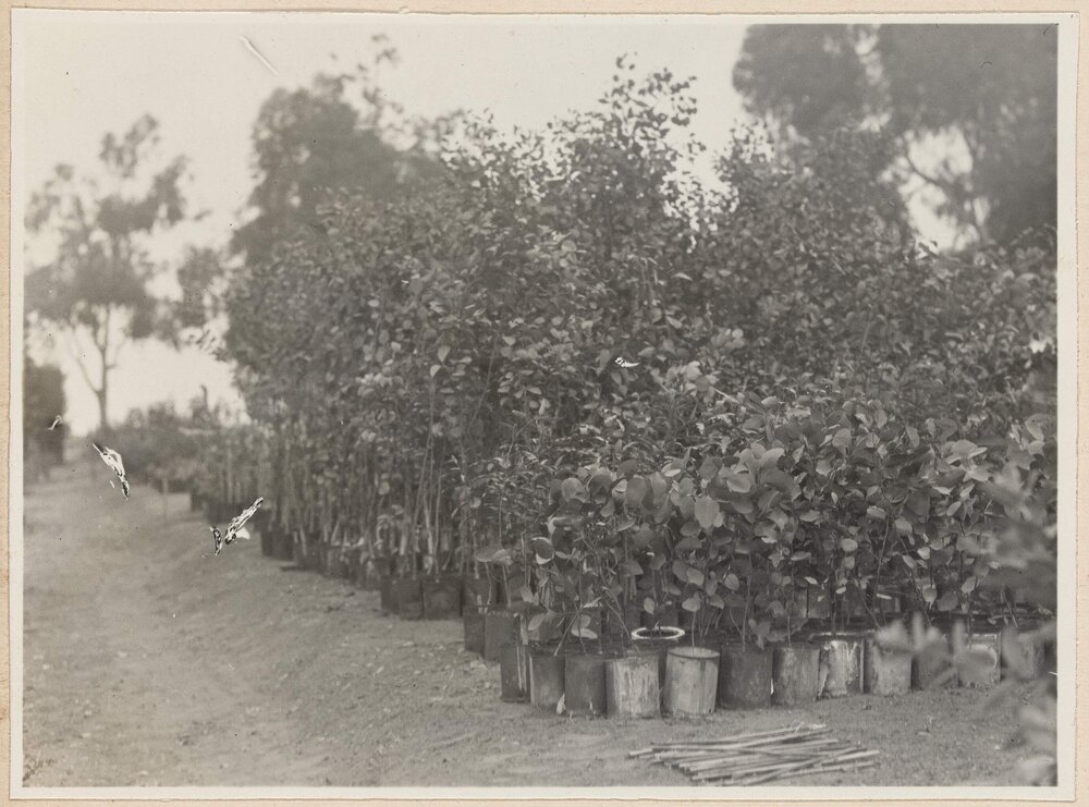 The Tin-can Nursery Balboa Park, San Diego