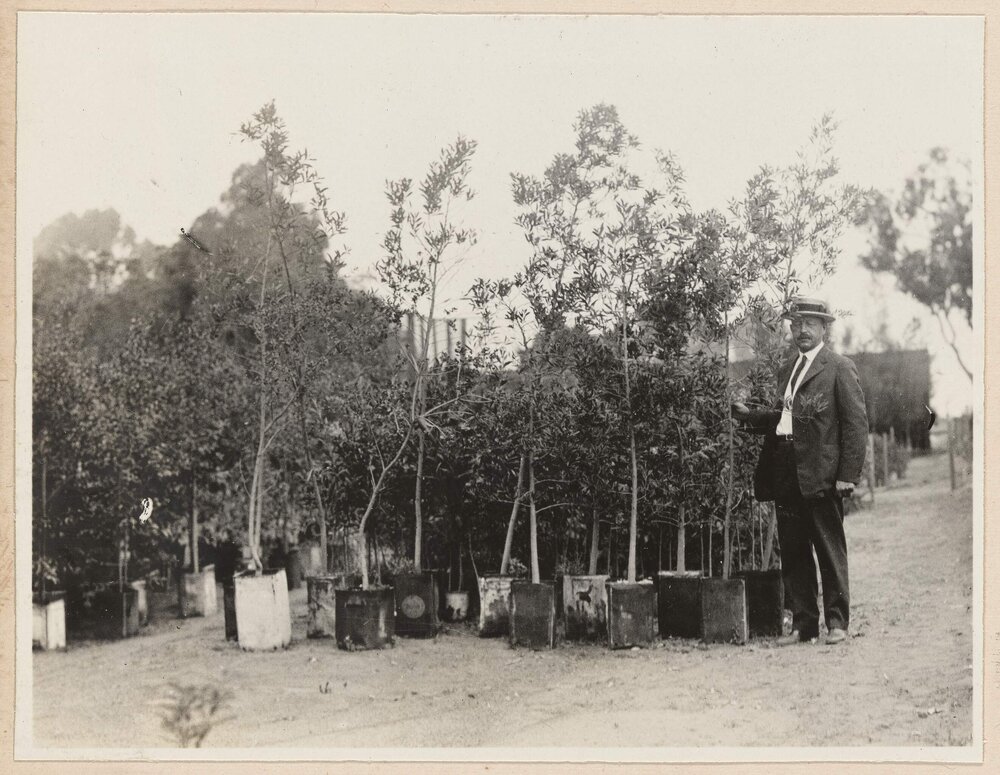 The Tin-can Nursery Balboa Park, San Diego