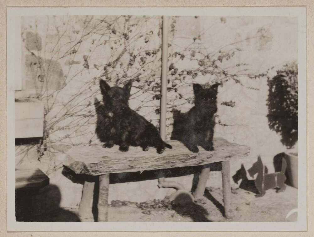 [Mab and Russel Grimwade's two pet  Scottish Terrier dogs on timber bench]