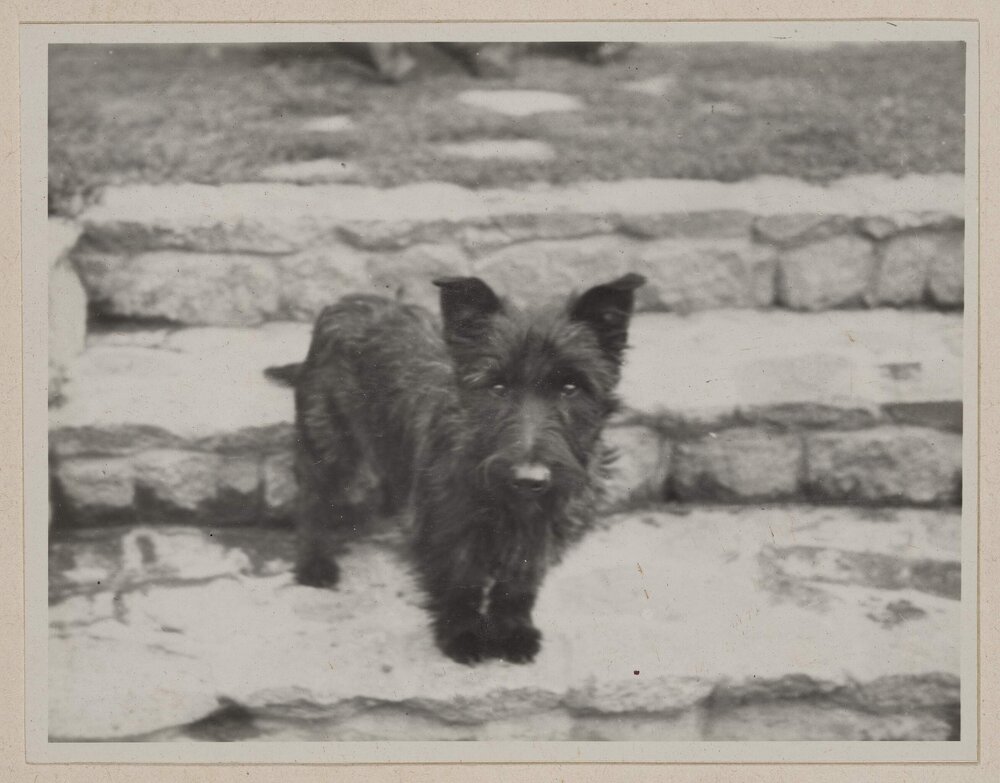 [Mabel and Russell Grimwade's Scottish Terrier dog standing on stone steps of] Westerfield