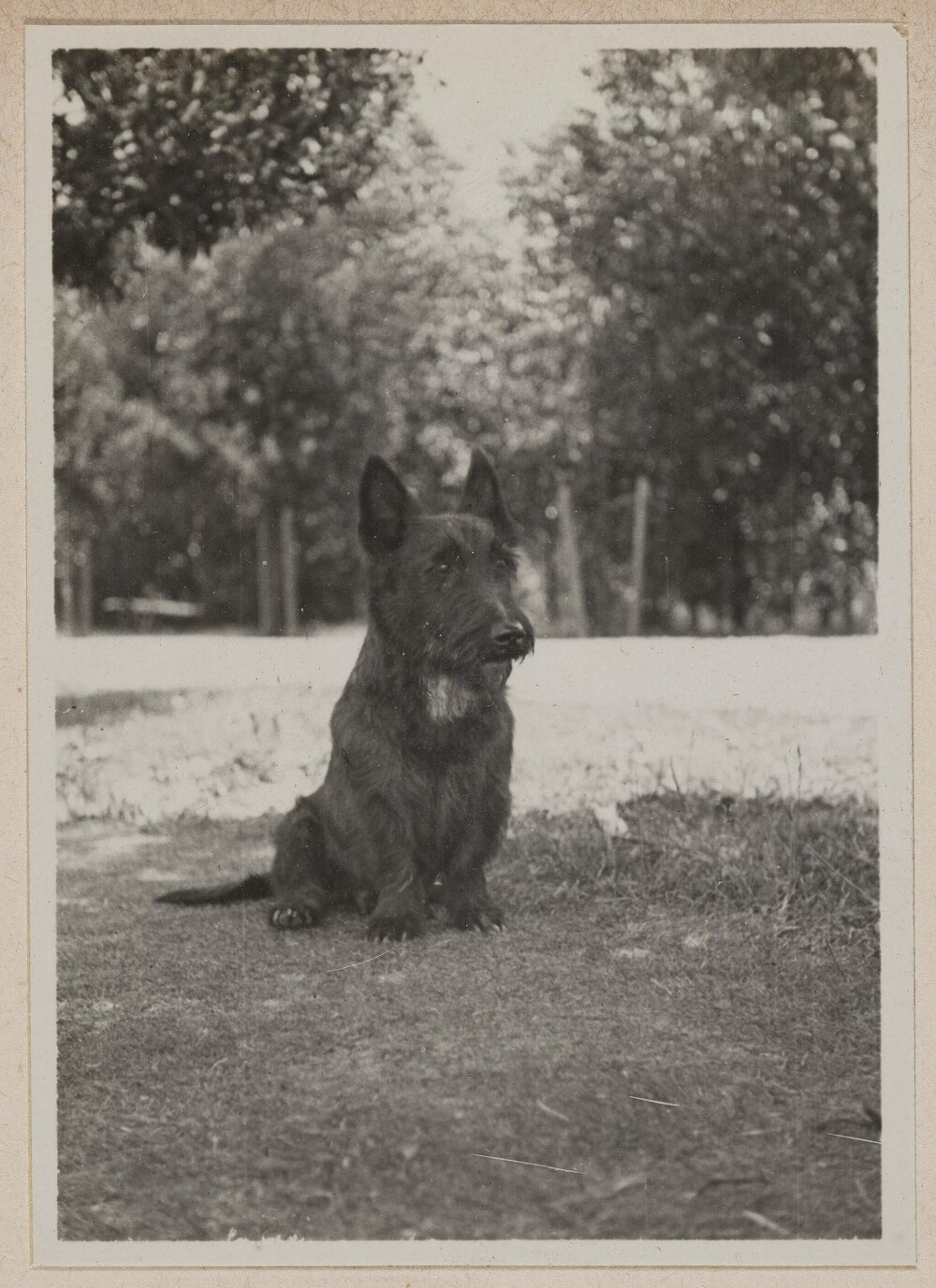 [Mabel and Russell Grimwade's Scottish Terrier on dog lawn of] Westerfield