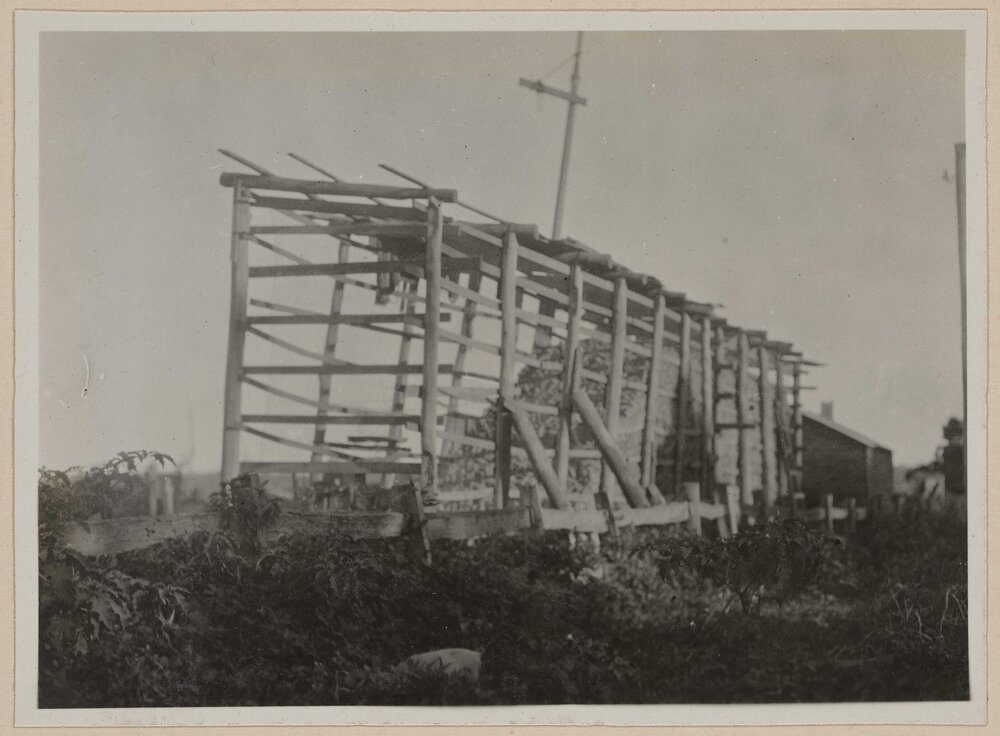 Corn cobs - Marlo [Victoria]