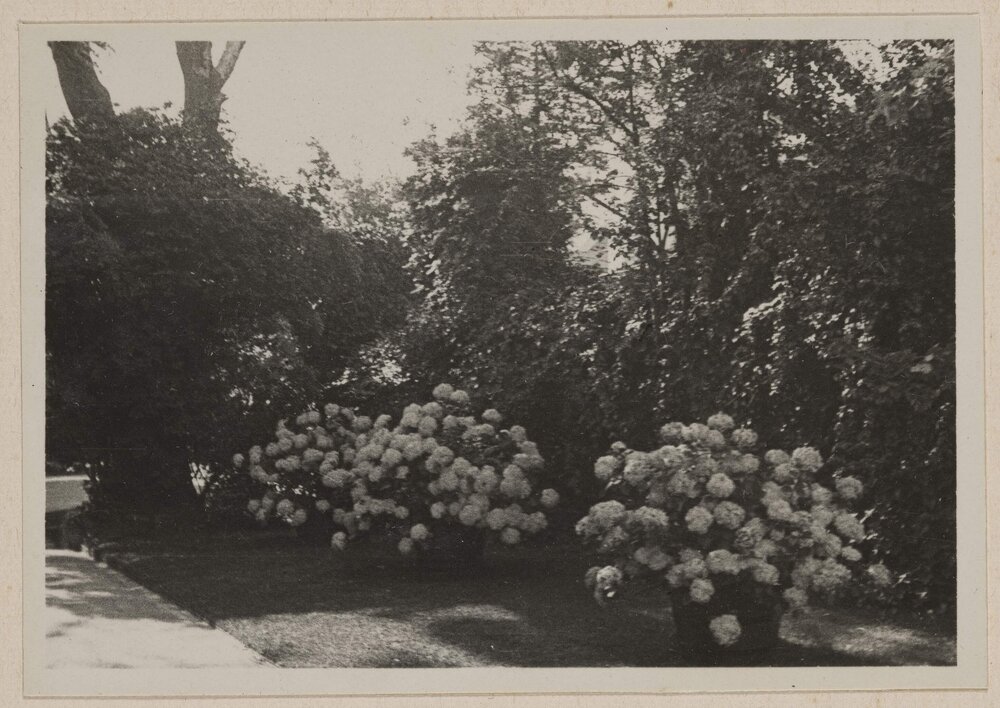Miegunyah [in flower]