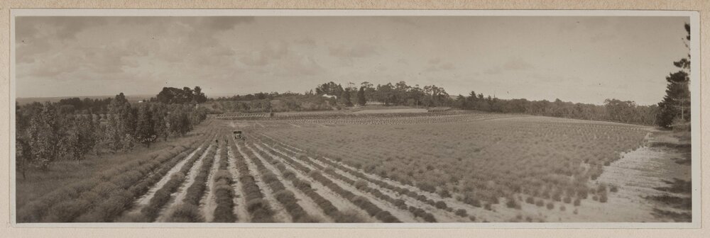 Panorama of lavender fields, Frankston
