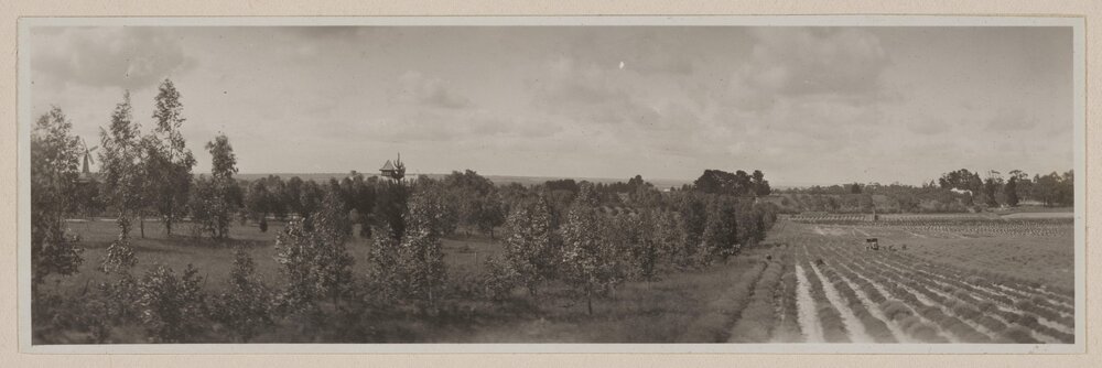 Panorama of lavender fields, Frankston
