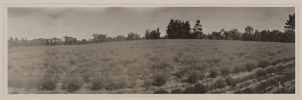 Panorama of lavender fields, Frankston