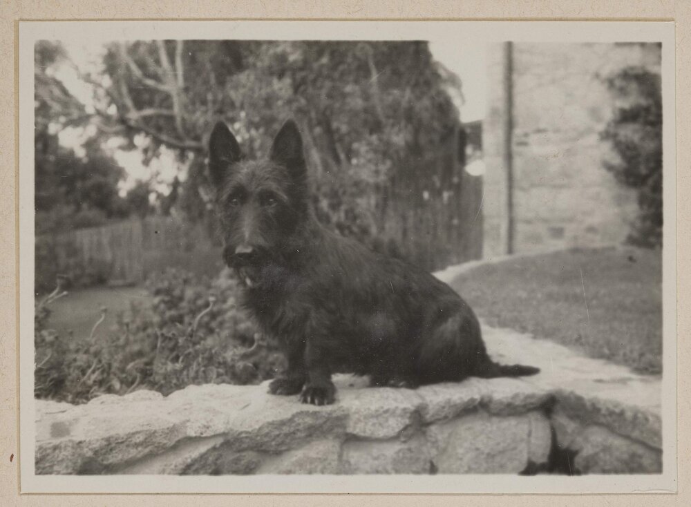 [Mabel and Russell Grimwade's pet Scottish Terrier dog on stone wall] Westerfield