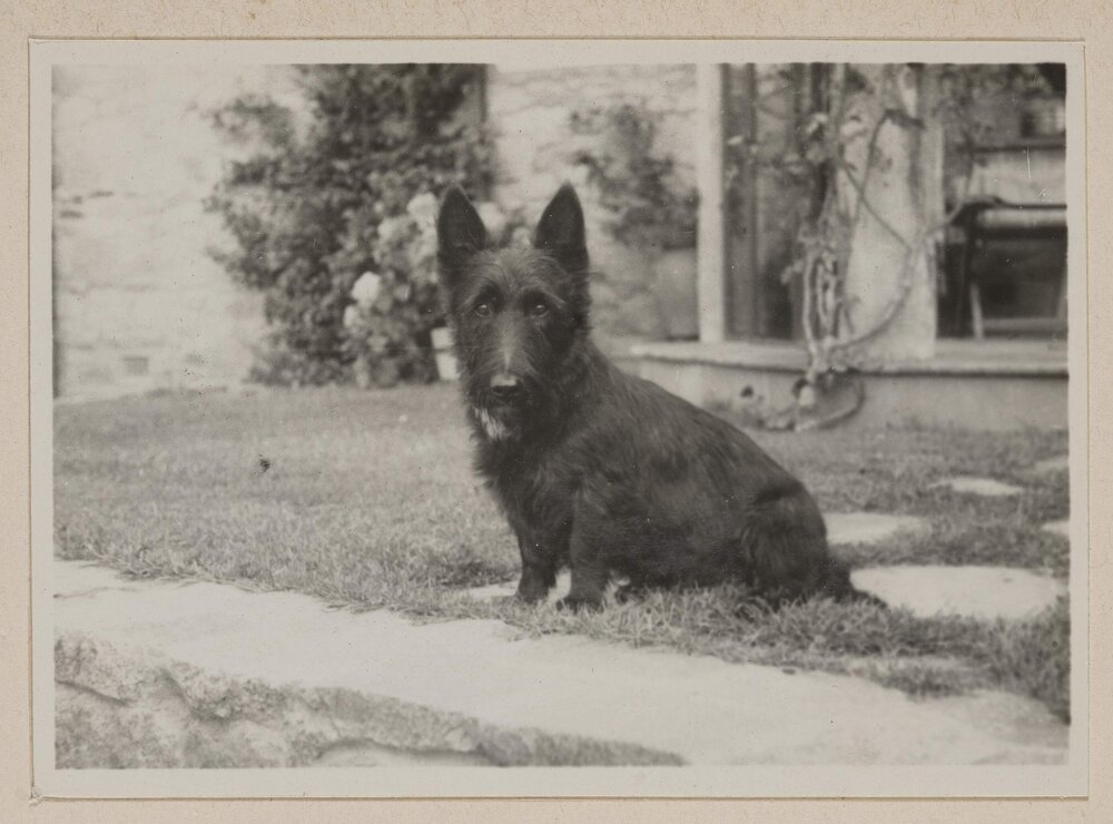 [Mabel and Russell Grimwade's pet Scottish Terrier dog on back porch lawn] Westerfield