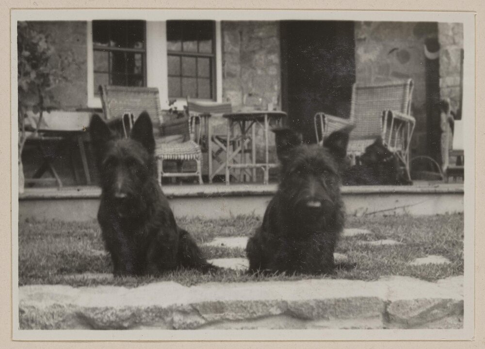 [Mabel and Russell Grimwade's two pet Scottish Terrier dogs on back porch lawn] Westerfield