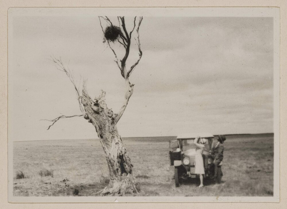Magpie's nest of wire - Barwidgee [Victoria]