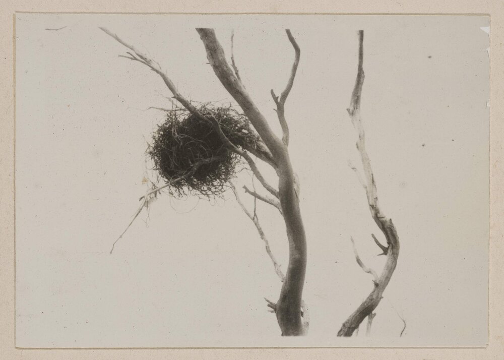 Magpie's nest of wire - Barwidgee [Victoria]
