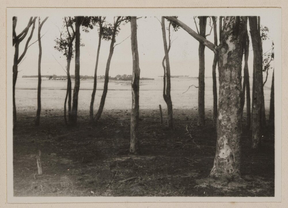 View of paddocks through trees, Barwidgee [Victoria]