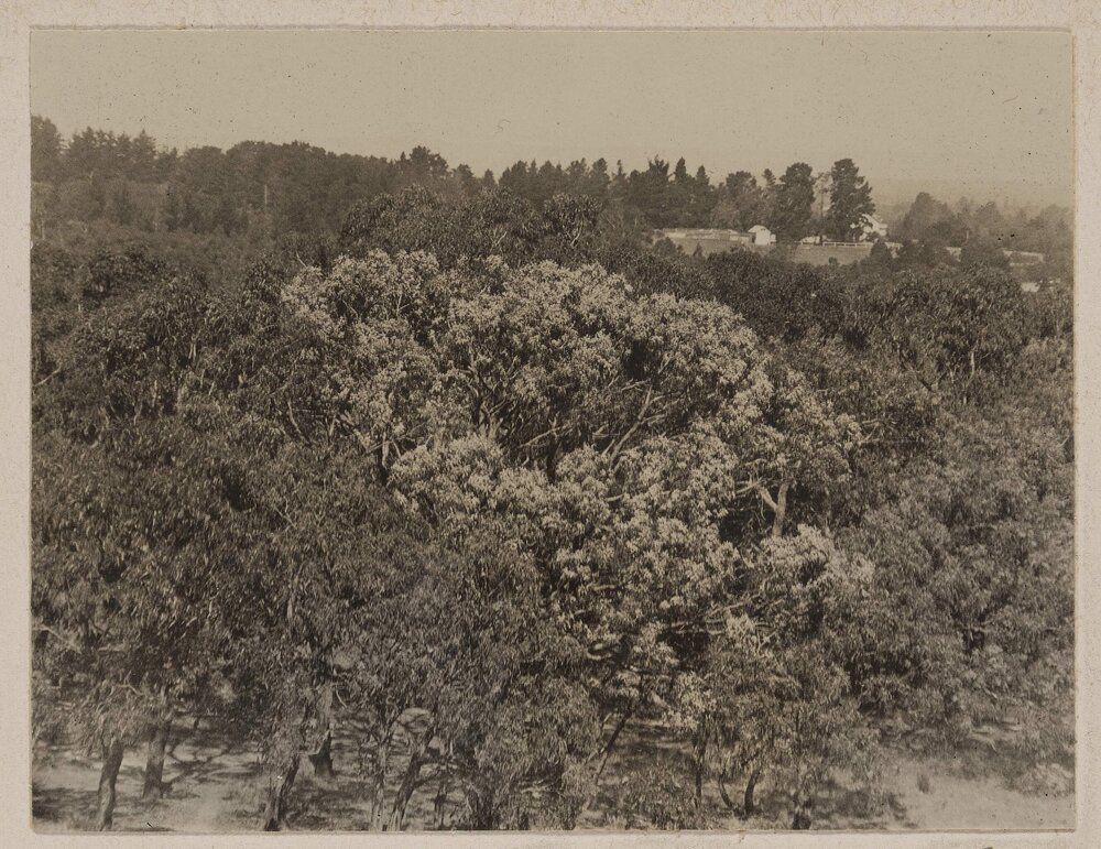 [View of tree tops]