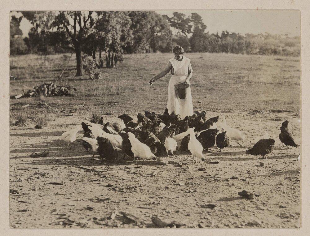 [Feeding flock of chickens]