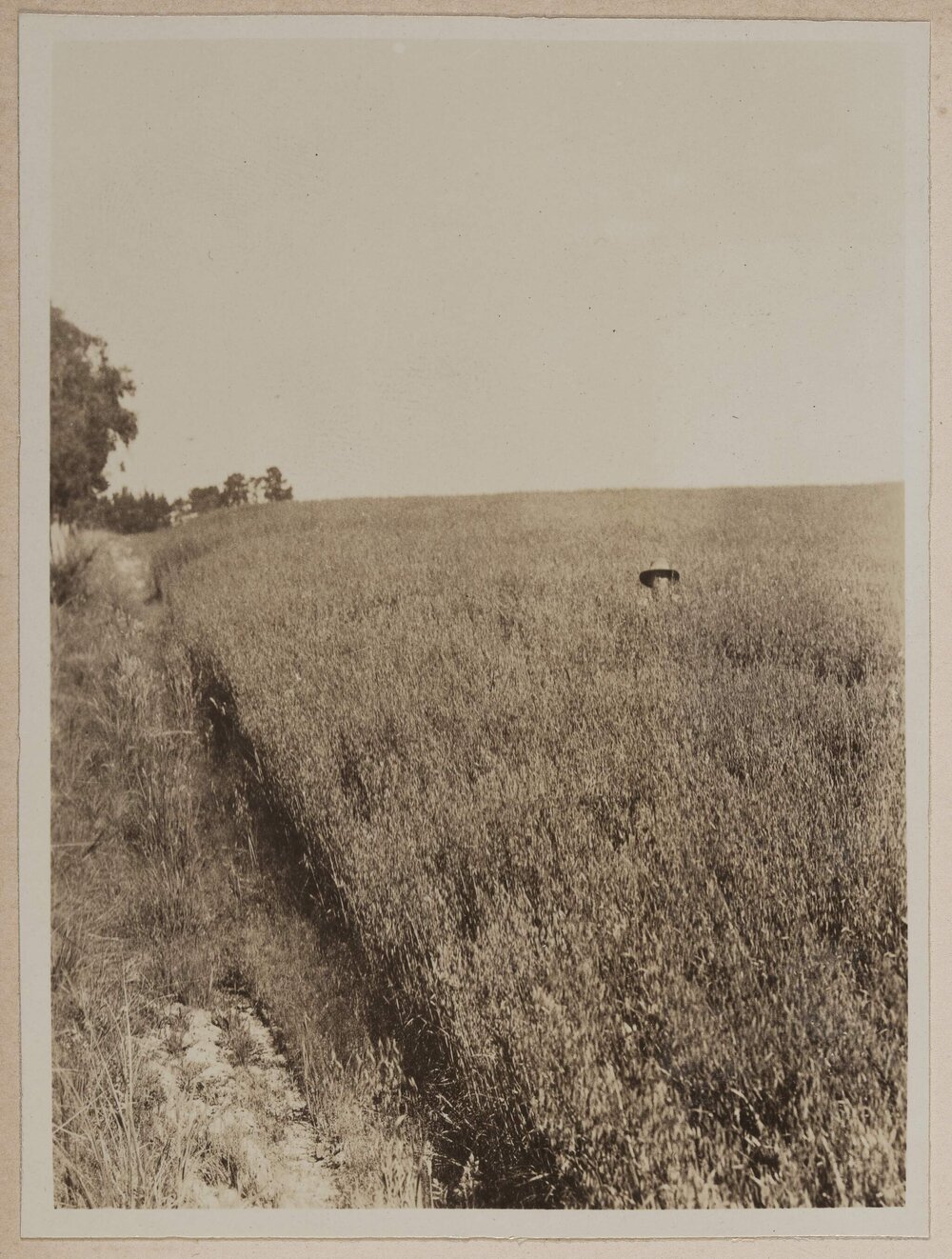 [Man standing in field, Westerfield]