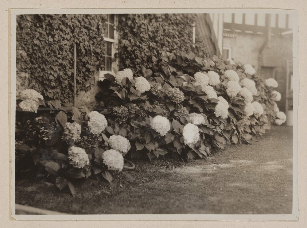Hydrangea [Westerfield]