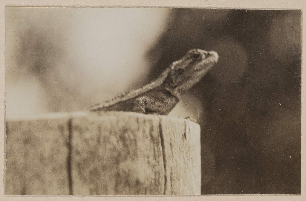 [Lizard on tree stump]