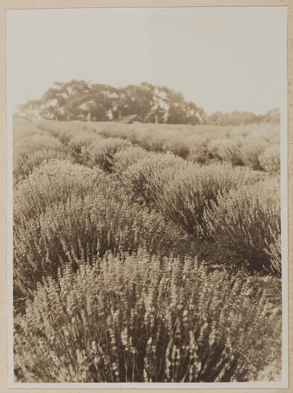 Lavender at Westerfield
