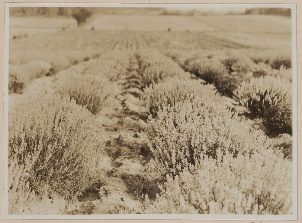 Lavender at Westerfield