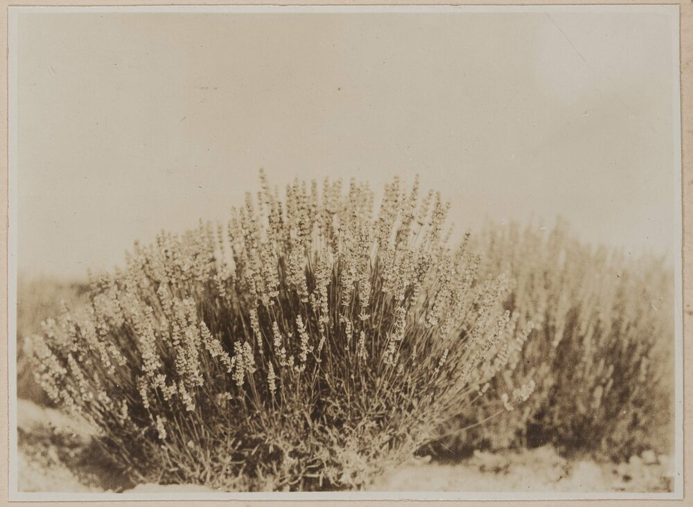 Lavender at Westerfield