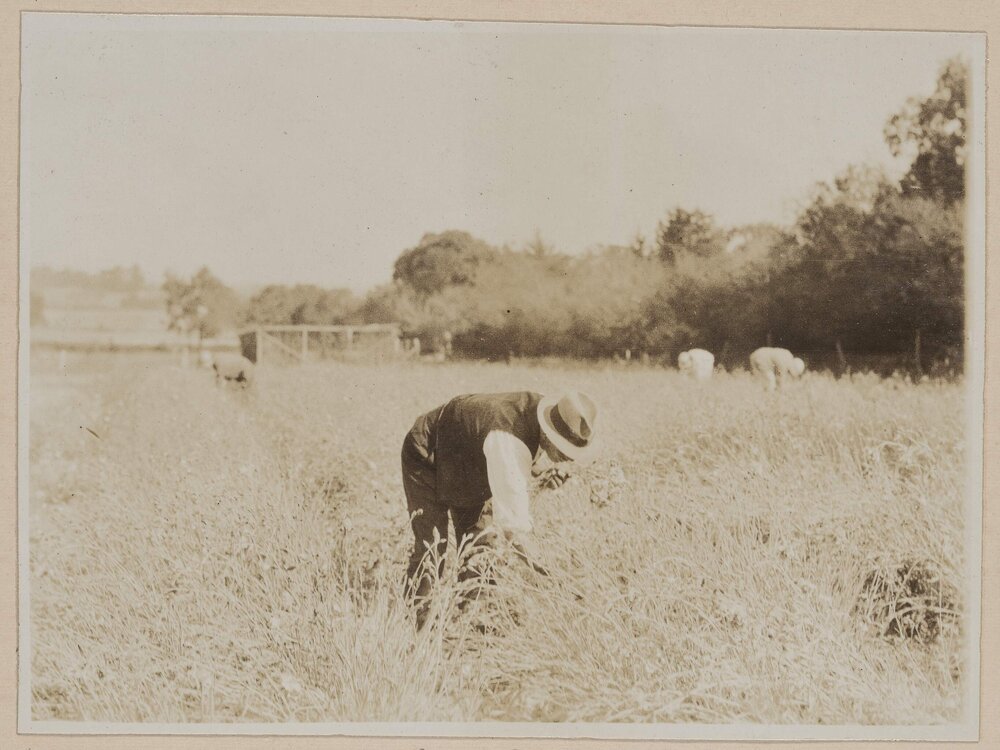 [Westerfield Carnations]