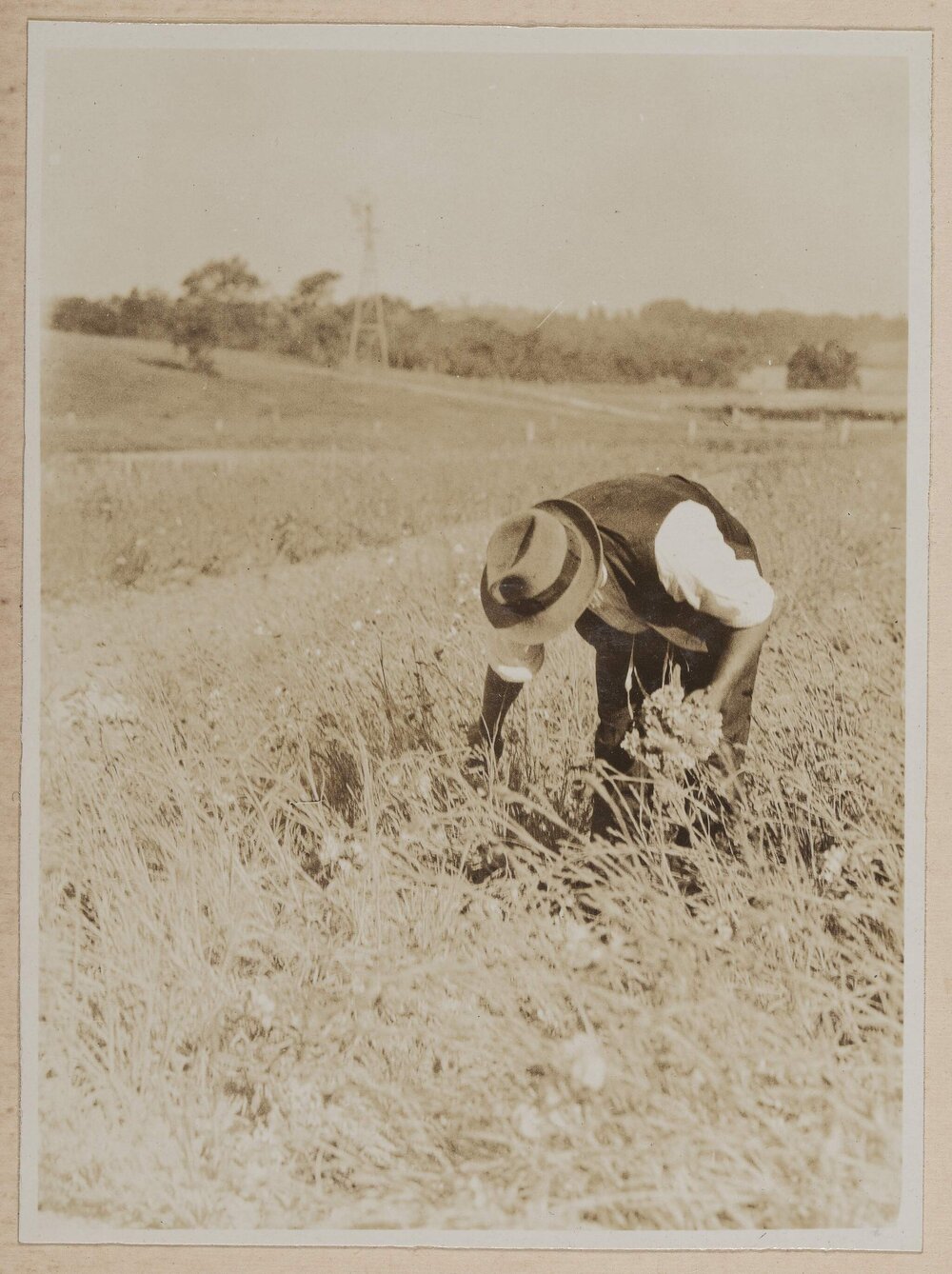 Westerfield Carnations