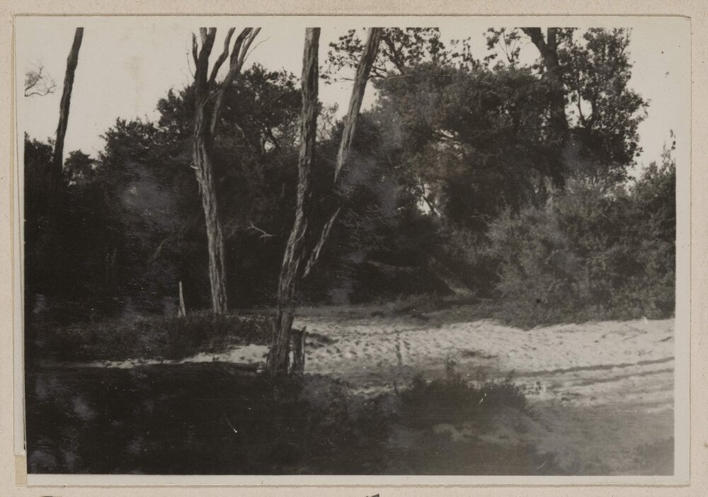 Tea-tree - Frankston