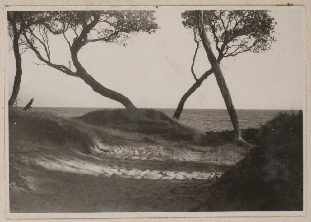 [Tea-tree - Frankston]