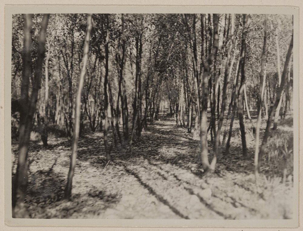 Golden wattle plantation