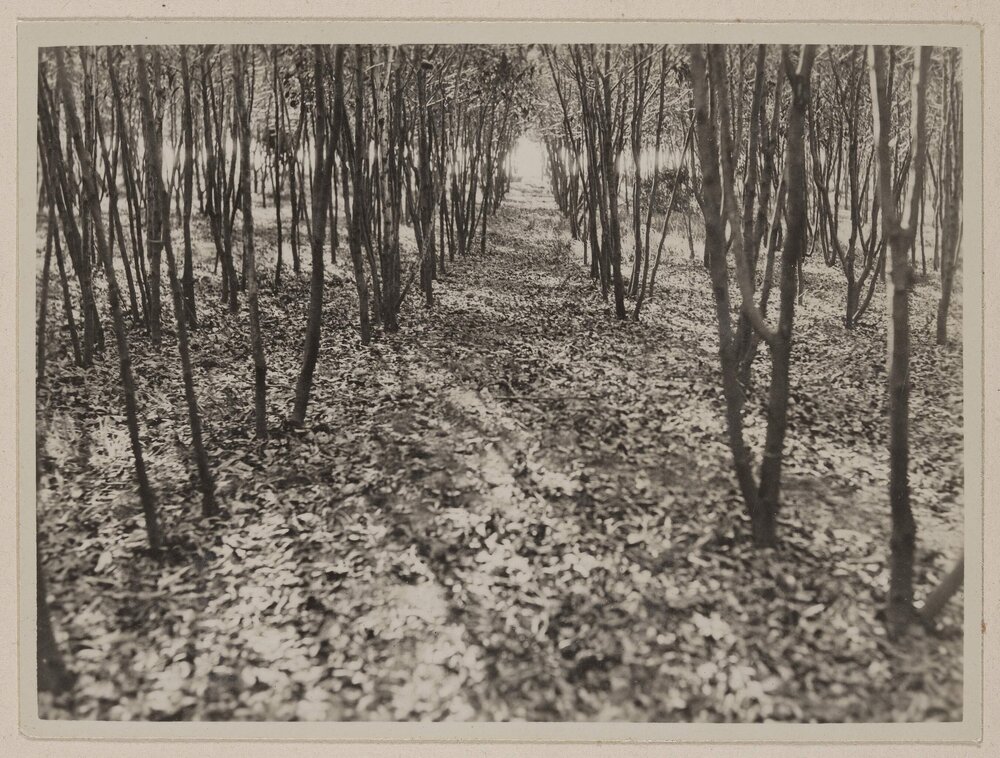 [Golden wattle plantation]