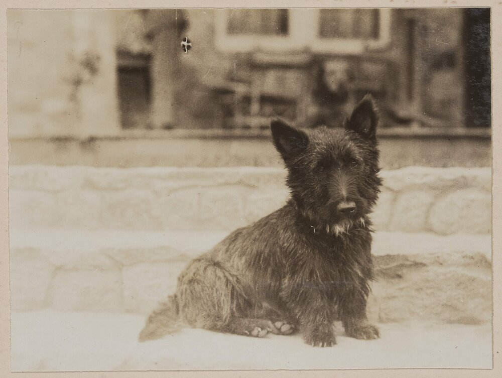 Donald' [terrier dog]