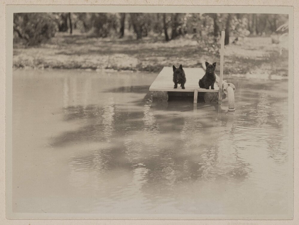 [Two Terrier dogs on jetty]