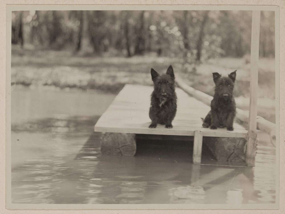 [Two Terrier dogs on jetty]