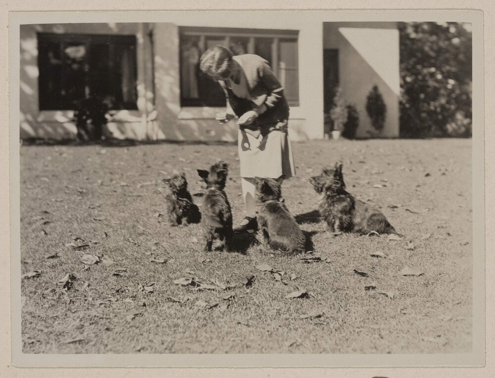 [Woman feeding four dogs]