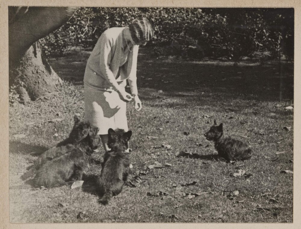 [Woman feeding four dogs]