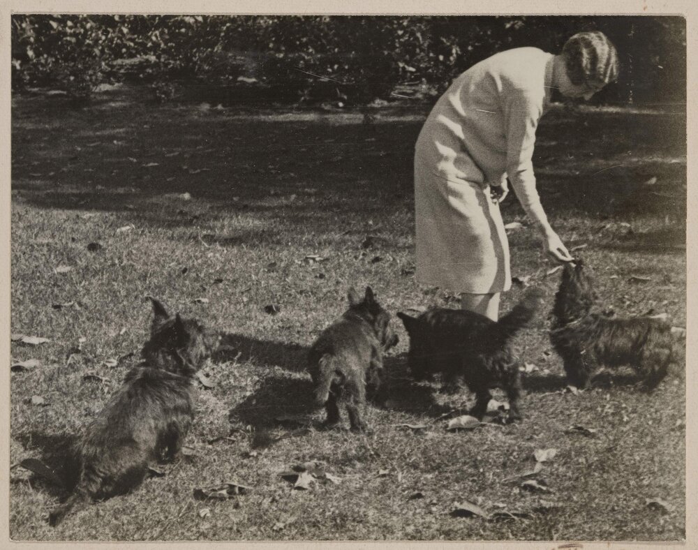 [Woman feeding four dogs]