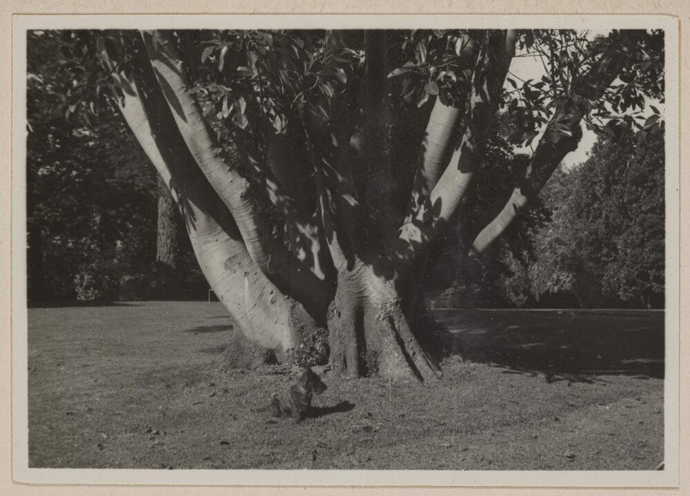[Dog sitting in front of large tree]
