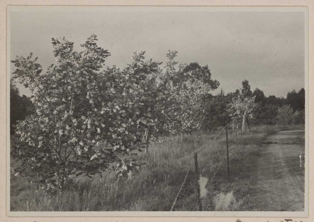 Robinias - Westerfield