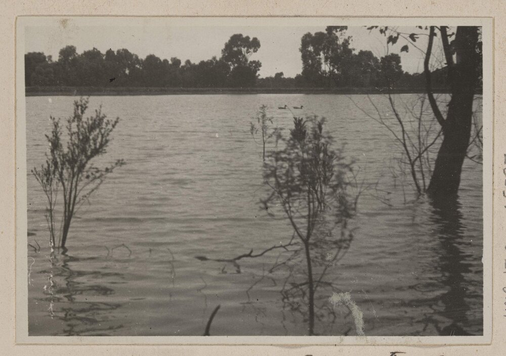 [Trees growing in lake]