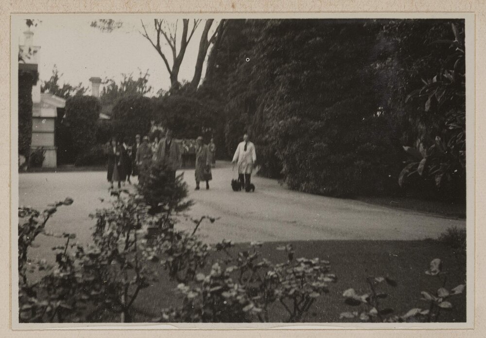 The Comical Dog Show