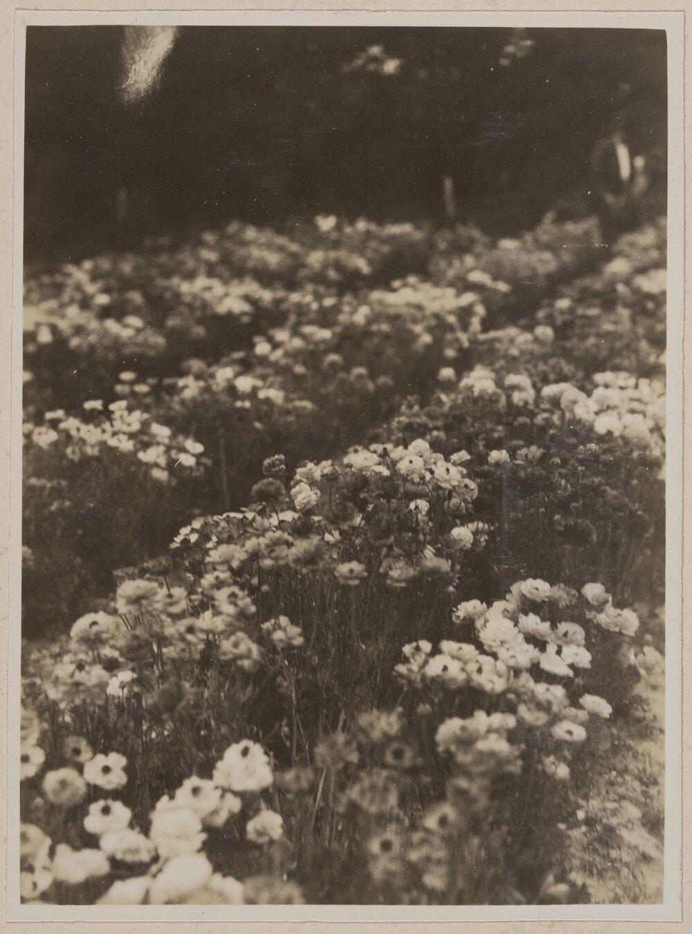 [Ranunculus at Westerfield]
