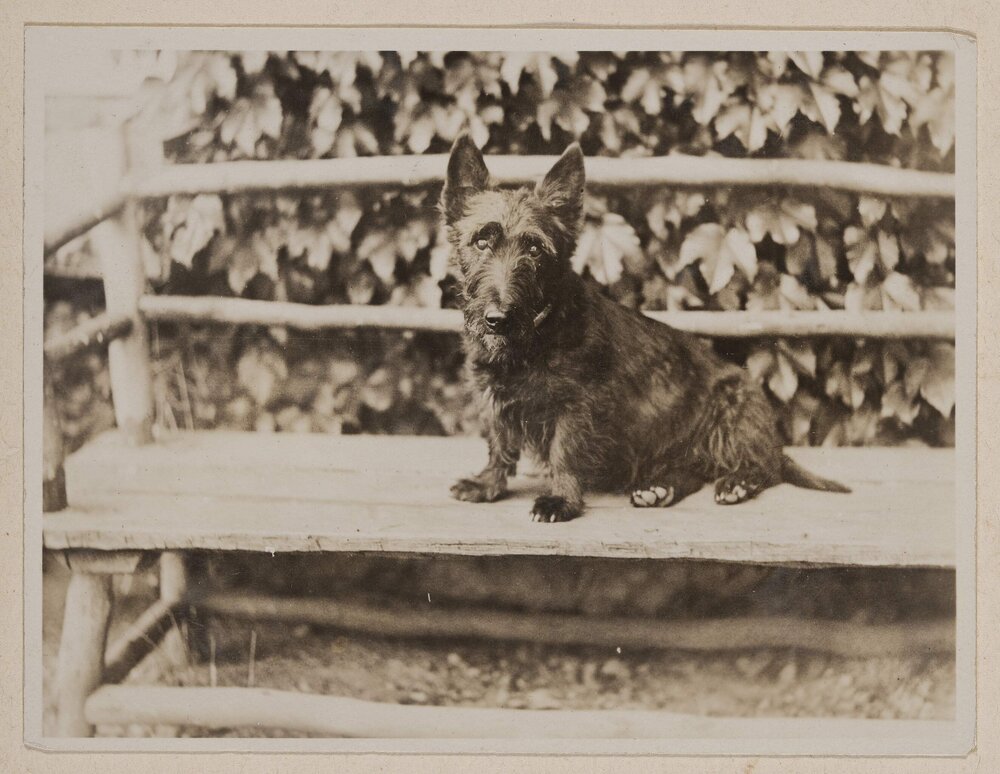 [Terrier dog sitting on bench seat with log frame]