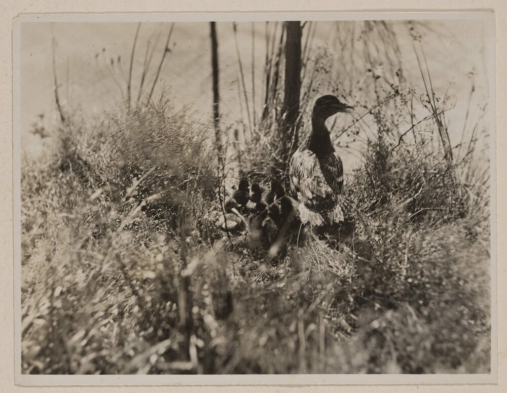[Duck and ducklings in grassland]